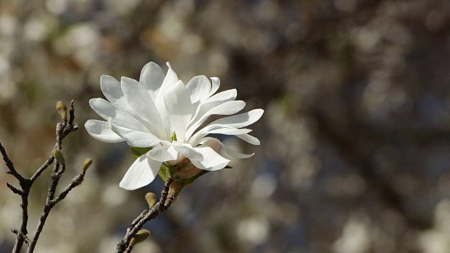 美丽的白玉兰花在一个花园近距离视频素材