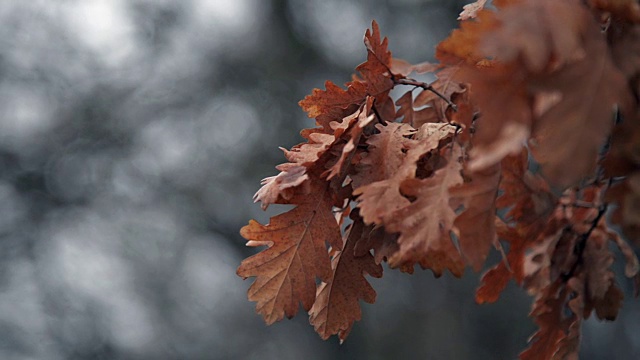 干红叶子近距离镜头与灰色调散焦背景。视频素材