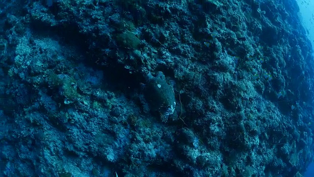绿海龟游泳，珊瑚礁视频素材