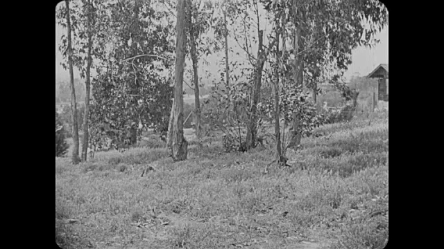 1918年，逃亡者(肥仔阿布克尔)在再次逃跑前像阉牛一样被绳子套住视频素材
