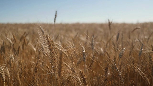 风平浪静，阳光明媚的一天，田里还挂着干枯的金色麦穗。近距离的平移镜头视频下载