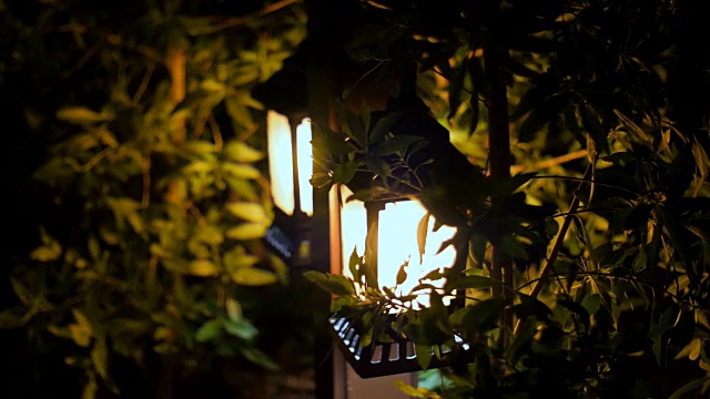 夜晚，小灯笼在灌木丛中闪烁，小太阳花园灯，花坛灯笼。花园的设计。太阳能灯视频下载