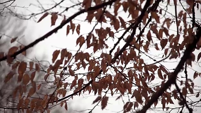 冬天，多云的天空下，树枝上的枯叶。视频素材