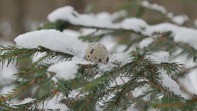 一棵覆盖着雪的云杉树枝，上面有一个鹌鹑蛋视频下载