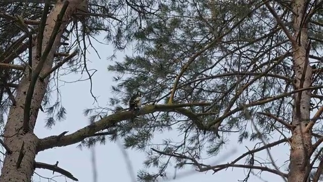鸟、啄木鸟栖息在树枝上寻找害虫视频下载