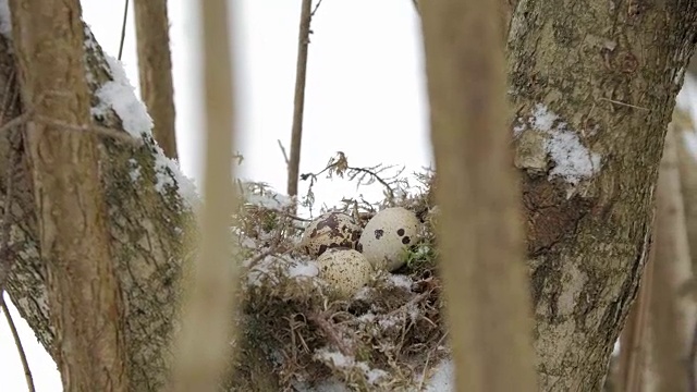 一个在树枝上装满了三个鸟蛋的巢。冬天视频下载