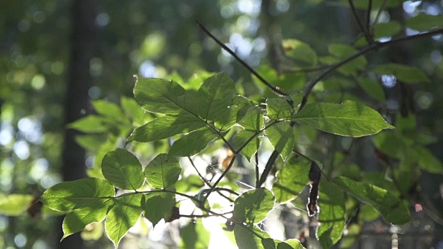 阳光透过森林照在树叶上视频素材