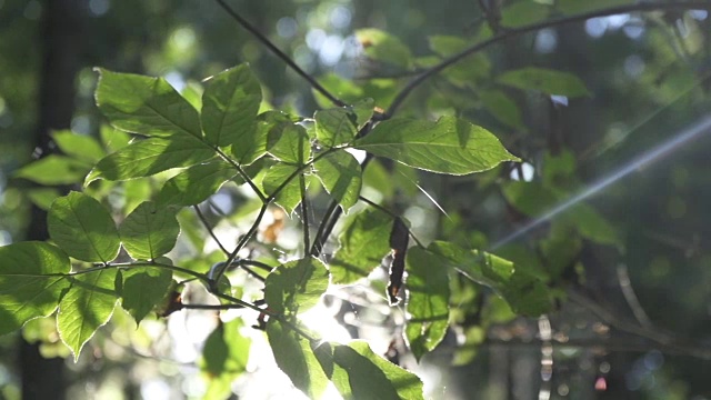 阳光透过树叶视频素材