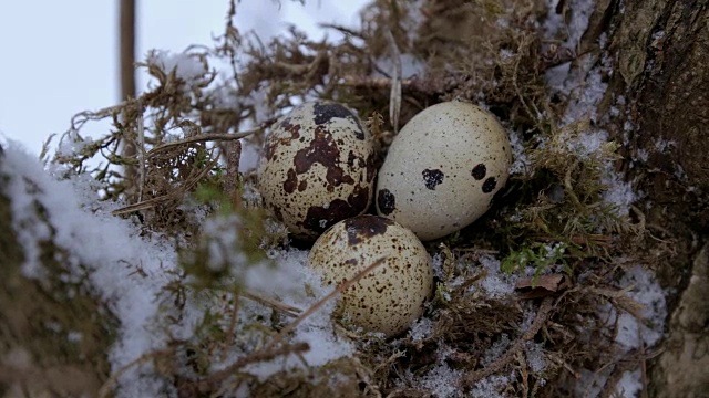 冬天，小鸟在树枝上筑巢，里面有三个冰冻的蛋视频下载