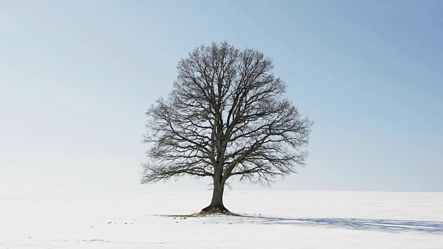 冬天的橡树，Vogelsberg区，黑森，德国视频下载