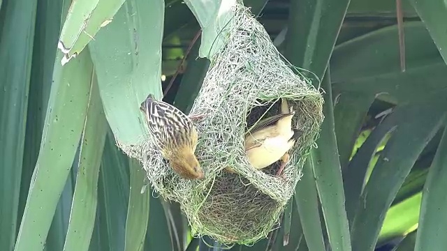 鸟做鸟巢视频下载