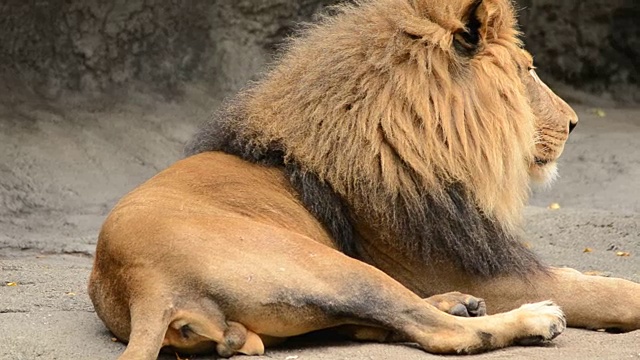 丛林之王狮子视频素材