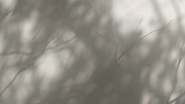 树叶和树枝的影子在白色的墙壁上移动视频素材