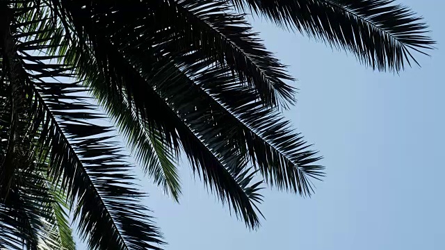天空中棕榈树的剪影视频素材