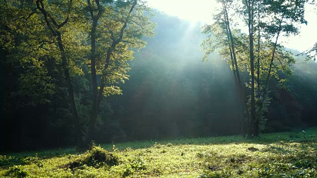 日出时分，阳光穿过森林的树枝视频素材