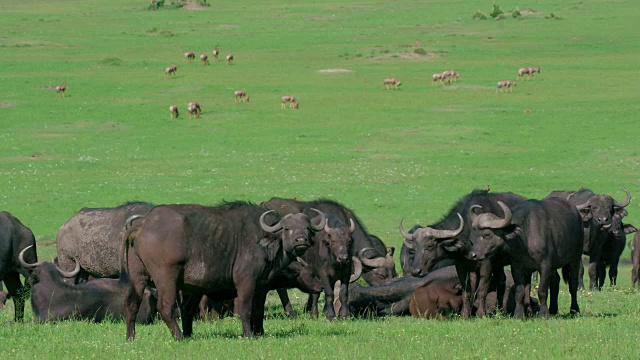 在非洲肯尼亚马赛马拉放牧的一群水牛视频素材