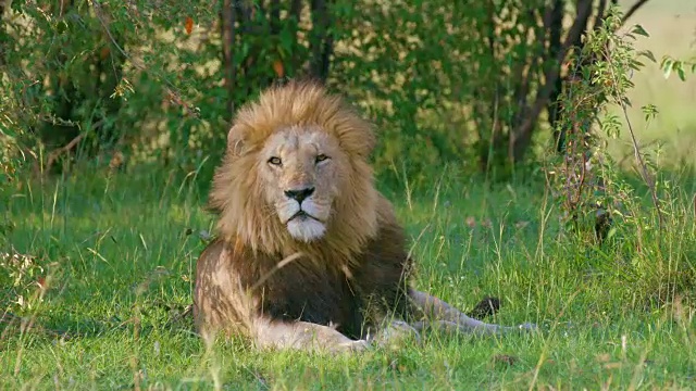 观察马赛马拉的雄狮，肯尼亚，非洲视频下载