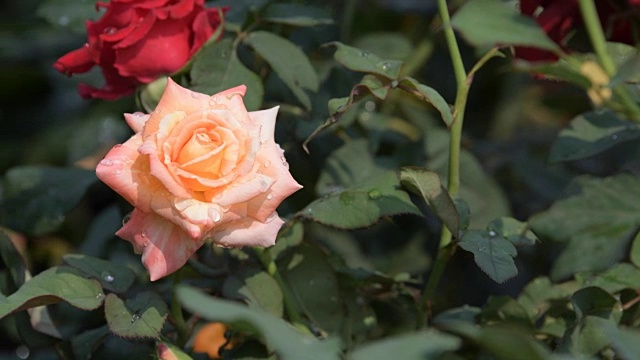 粉红玫瑰在玫瑰花圃里盛开。视频素材