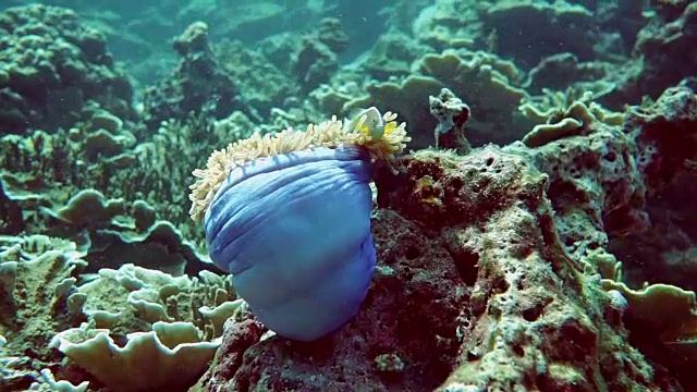 水下华丽海葵和臭鼬海葵鱼小丑鱼视频下载