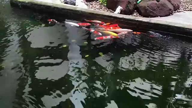 池塘里有锦鲤视频下载