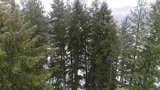大雪落在爱达荷州拉斯德伦的松树上视频素材