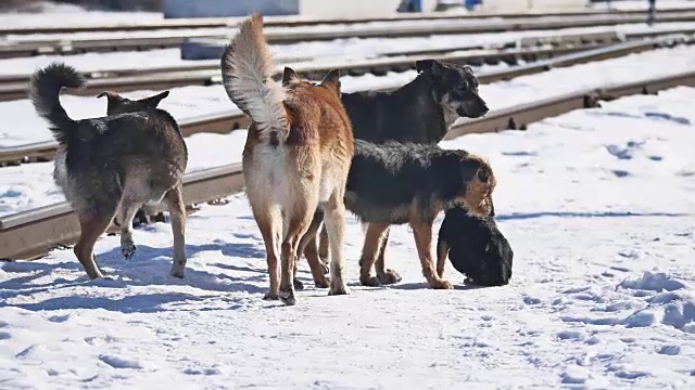 一群无家可归的野狗在冬天的铁路旁。被遗弃宠物的问题视频下载