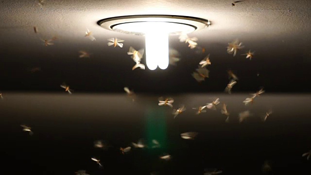 蜉蝣成群飞翔的慢镜头，虫子的生活理念视频素材