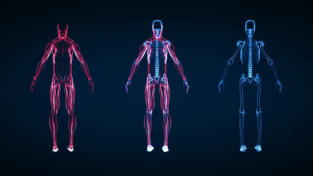 人体骨骼和肌肉x光片(高清)视频素材