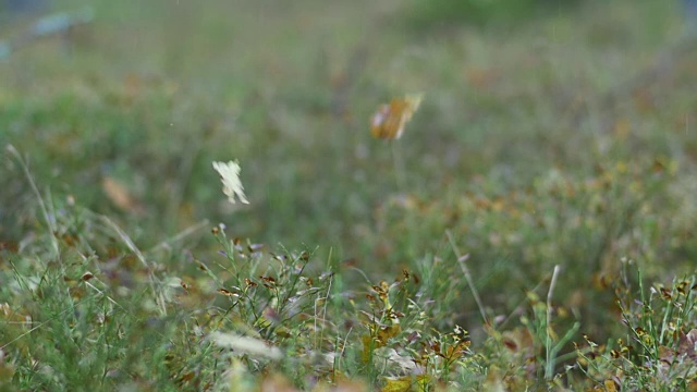 树叶飘落在森林地面的慢镜头视频素材