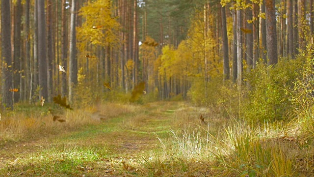 森林里树叶飘落的慢镜头视频素材