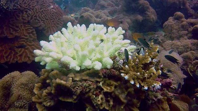 水下指珊瑚(柱头珊瑚雌蕊)遭受珊瑚白化视频下载