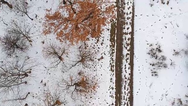 冬季空中森林景观视频素材