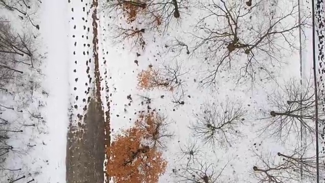 冬季空中森林景观视频素材