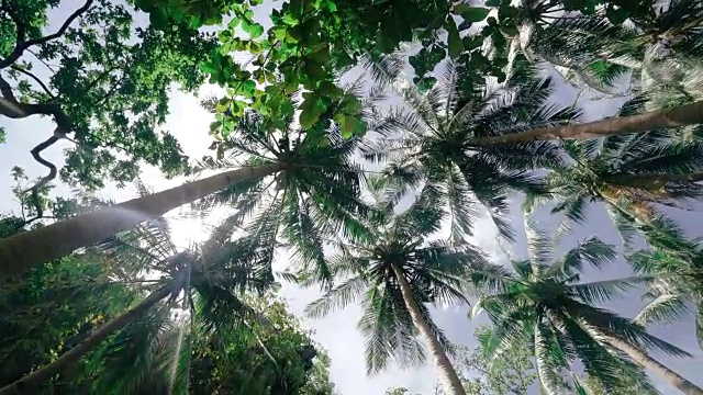 天空下的椰子树视频下载