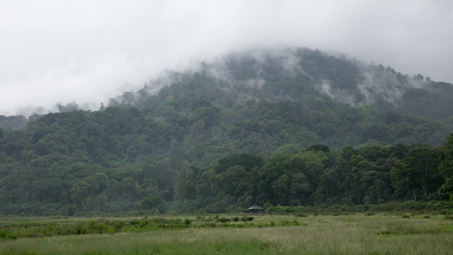 雾在森林之上-云来迅速越过森林在巴厘岛，印度尼西亚视频下载