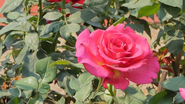 粉红色的玫瑰在花圃里盛开。视频素材