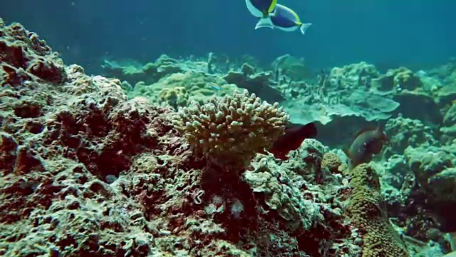 漂白珊瑚礁上的水下指珊瑚(柱头珊瑚雌蕊)视频下载