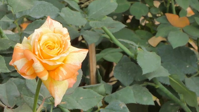 橘色玫瑰在花田里绽放。视频素材