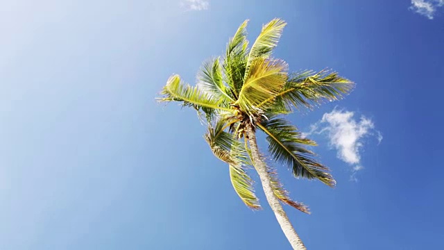 蓝天白云之上的棕榈树视频素材