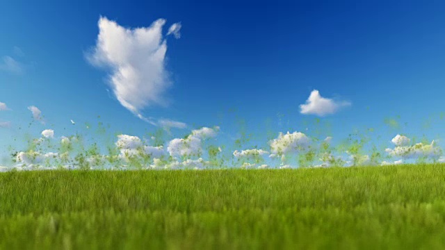 小草随风飘动，小颗粒迎着蓝天飞舞视频素材