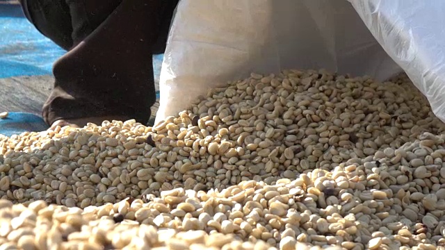 收获咖啡豆的慢动作视频下载