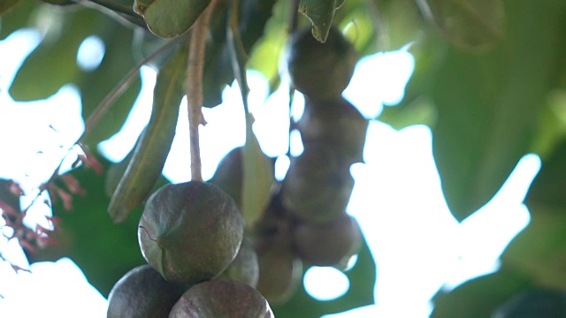 澳洲坚果树的慢镜头视频素材