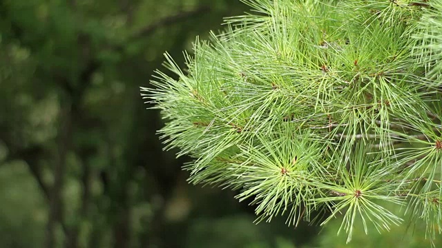 日本的树叶视频下载