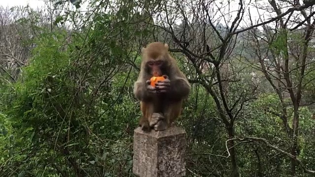 猴子正在吃视频下载