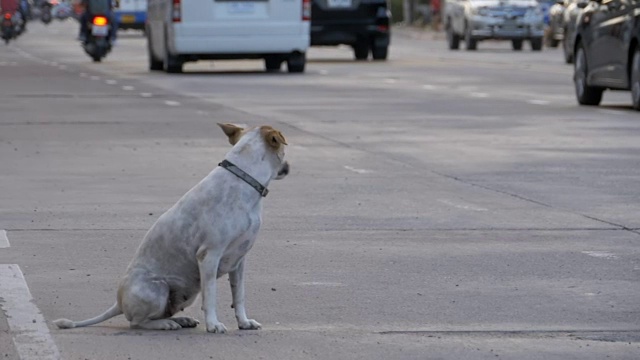无家可归的灰色狗坐在路上与过往的汽车和摩托车。缓慢的运动。亚洲,泰国视频素材