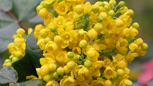 细部黄花木槿灌木-木槿奎叶。近距离拍摄花期，尖利、缩放、缓慢流动的花序视频下载