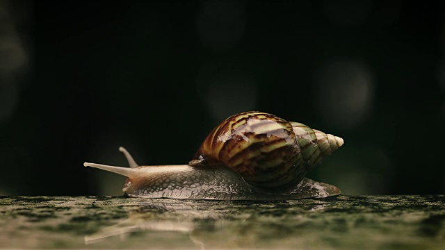 靠近一只棕色蜗牛慢慢地走着或在小水滴下向前移动，分辨率为4K Dci视频素材