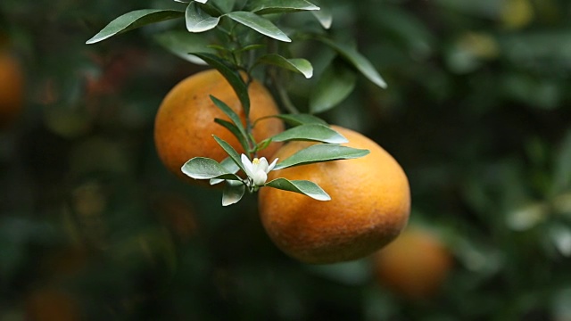 新鲜的橙子在花园里的树上。视频下载