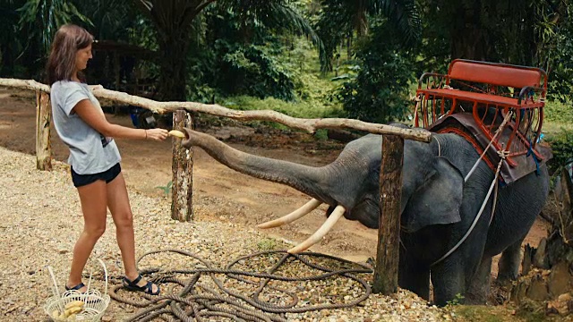 一个女人在给大象喂香蕉视频素材