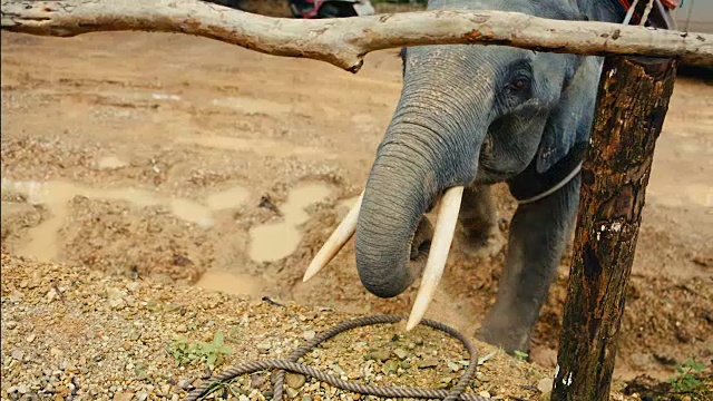 大象吃香蕉视频素材